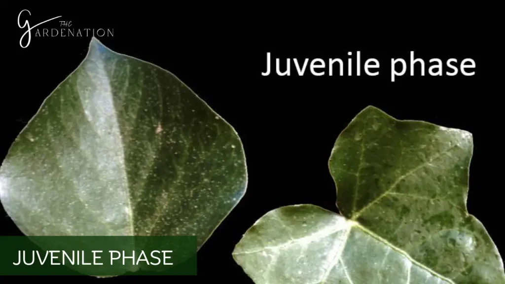 Juvenile Phase of monstera by the gardenation
