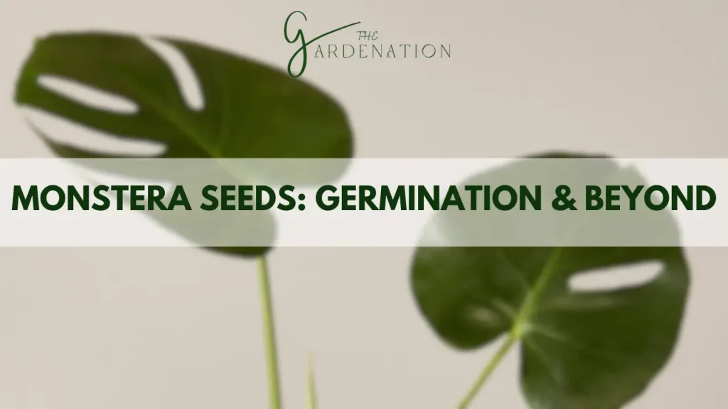 Monstera Seeds: Germination and Beyond by the gardenation