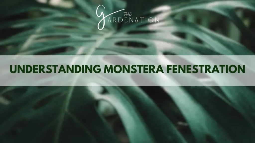 Understanding Monstera Fenestration by the gardenation