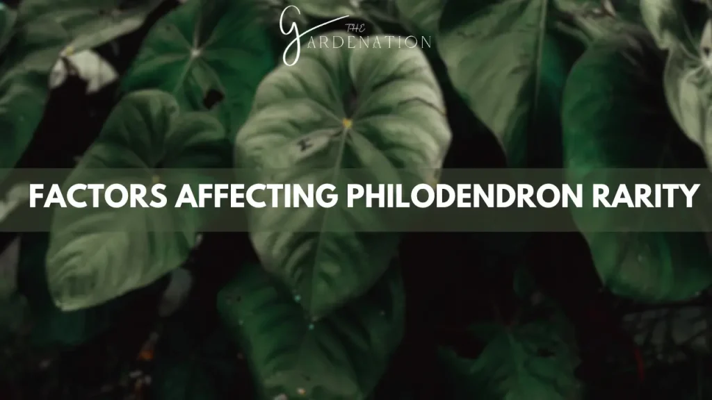 Factors Affecting Philodendrons Rarity by the gardenation