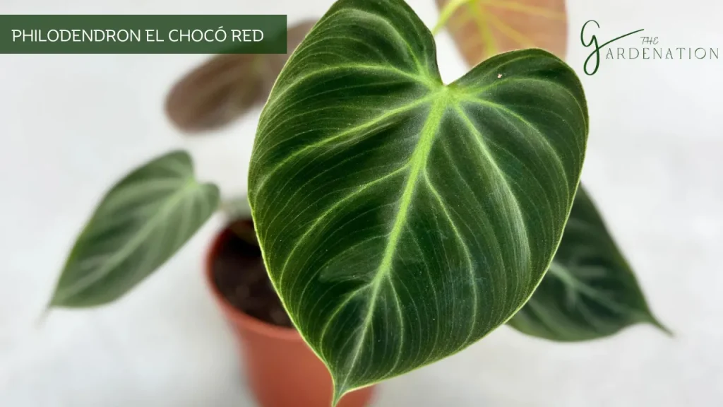  Philodendron El Chocó Red by the gardenation