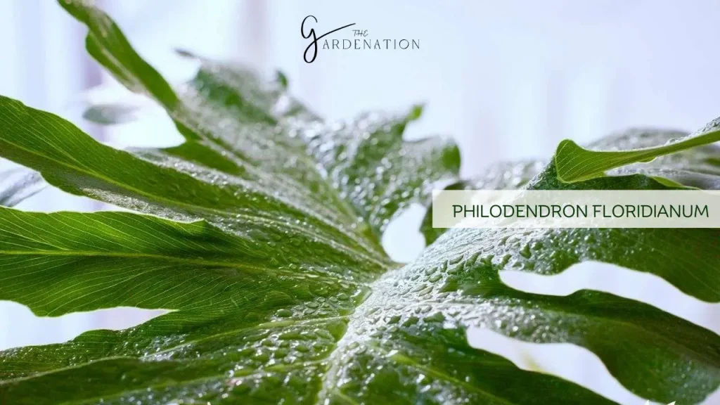 Philodendron Floridianum by the gardenation