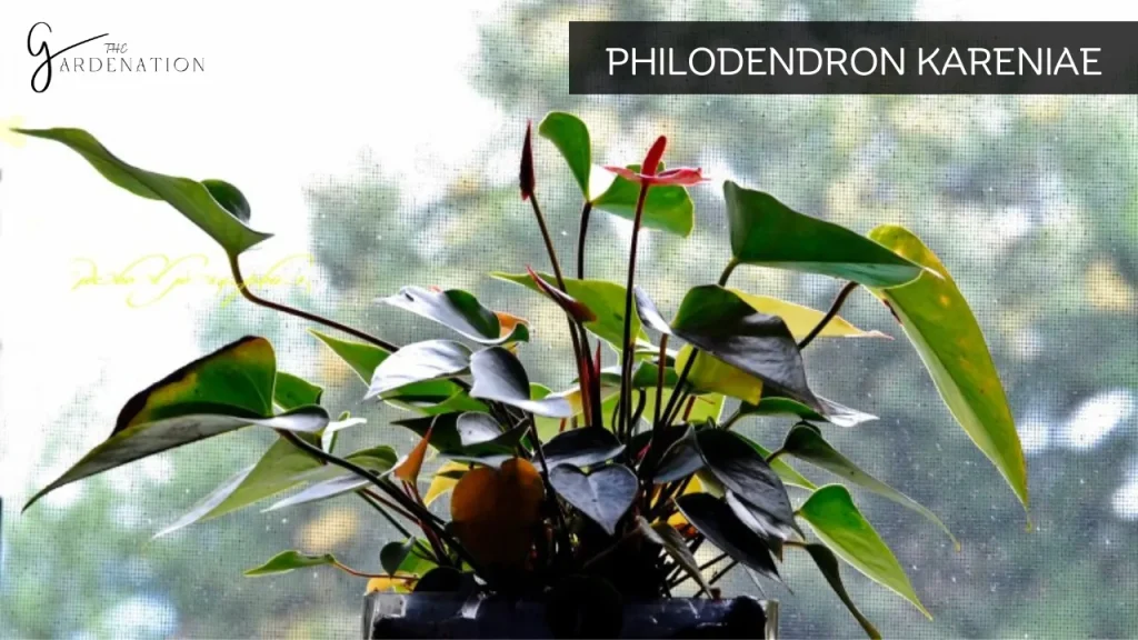 Philodendron Kareniae by the gardenation