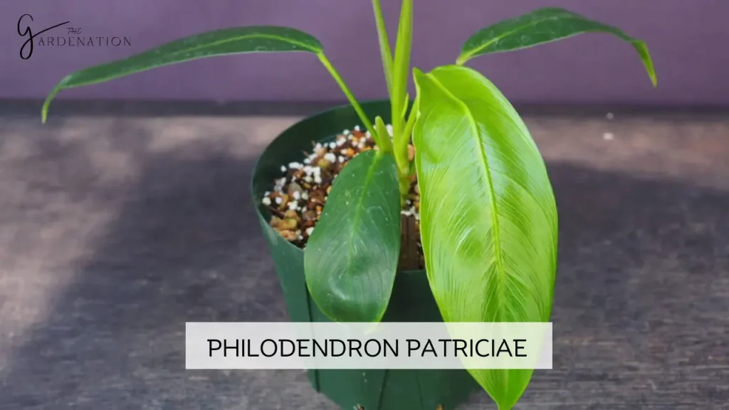 Philodendron Patriciae by the gardenation
