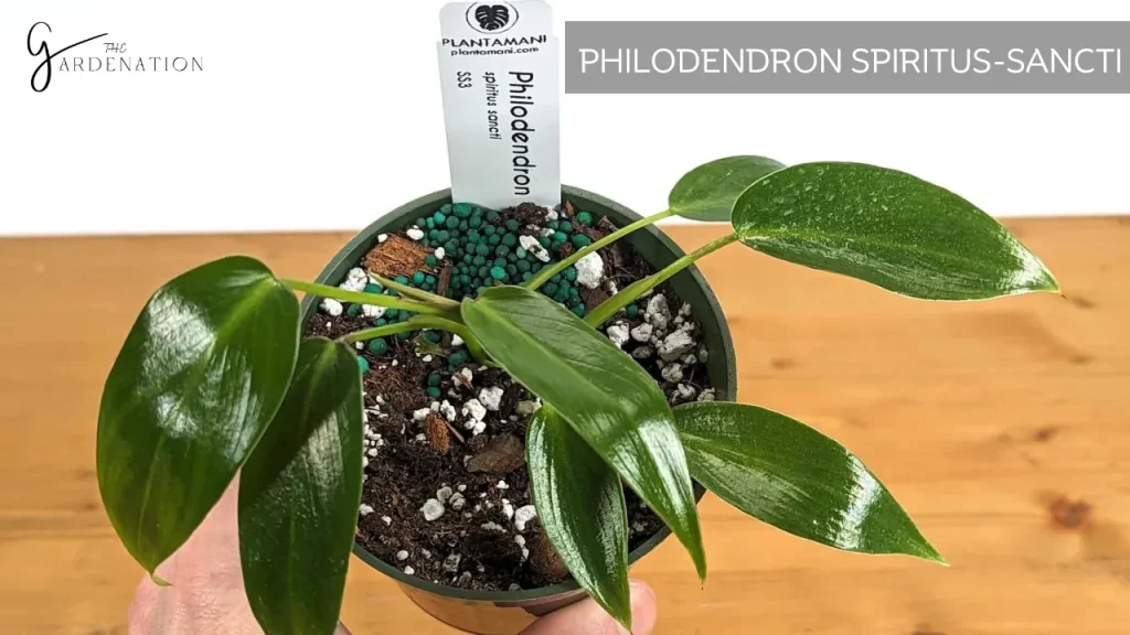 Philodendrons Spiritus-Sancti by the gardenation