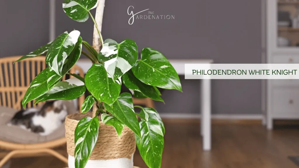 Philodendron White Knight by the gardenation