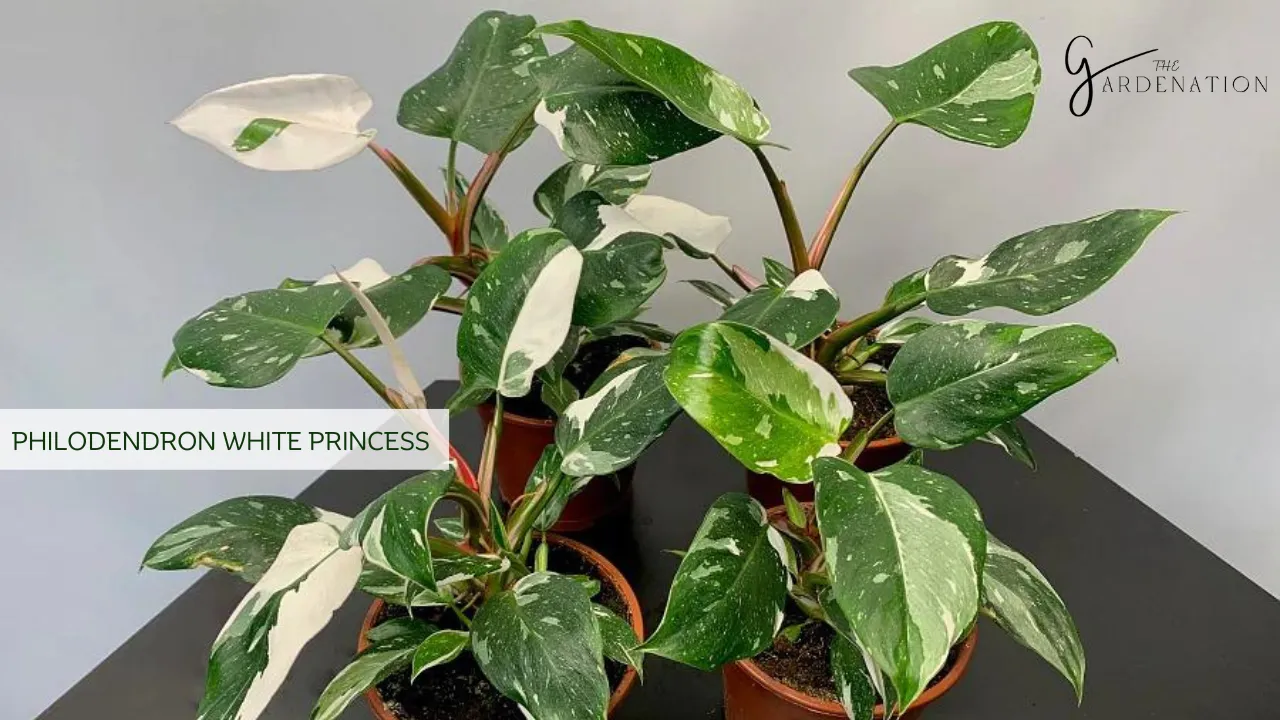 10 Varieties of Rare Philodendrons