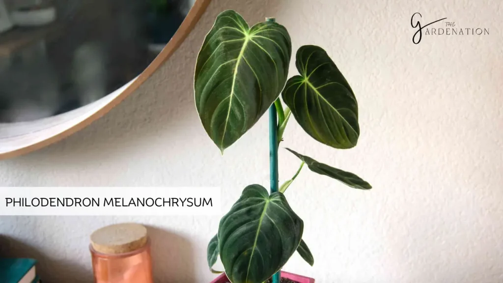 Philodendron Melanochrysum by the gardenation