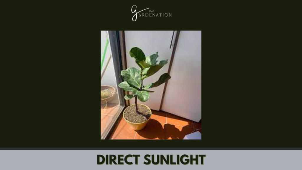 Direct Sunlight by thegardenation