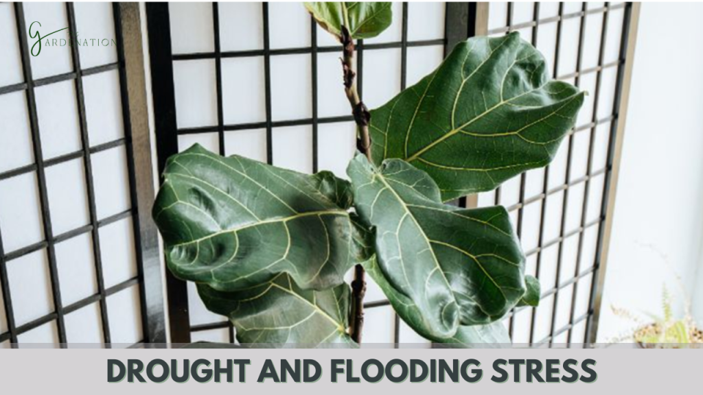Drought and Flooding Stress by the gardenation