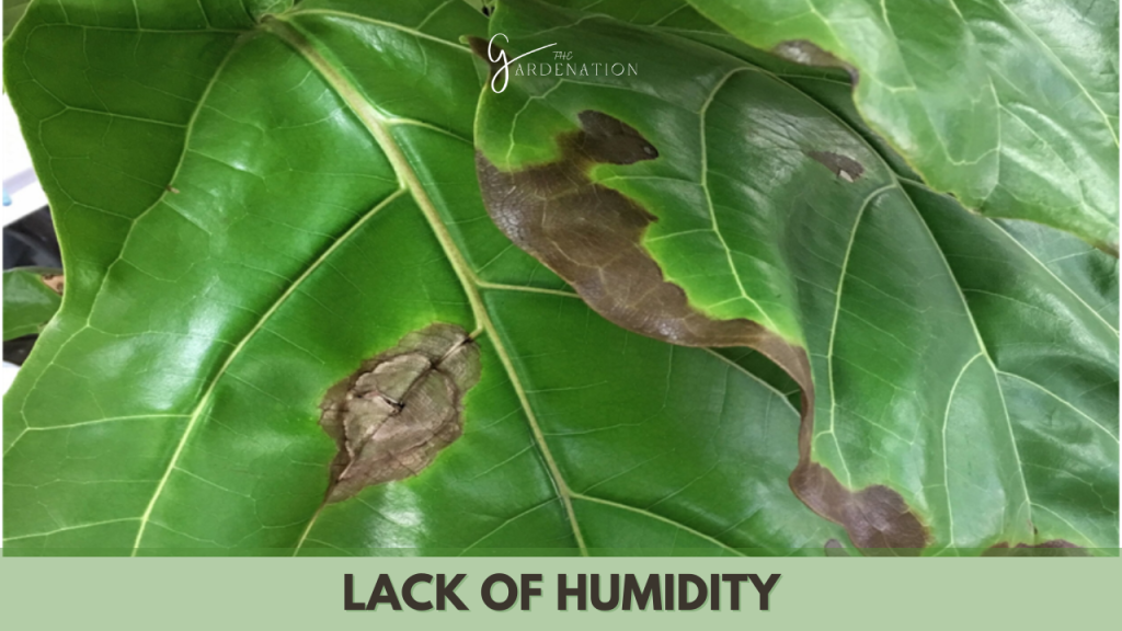 Lack of Humidity by the gardenation