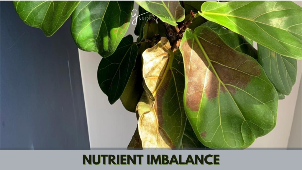 Nutrient Imbalance by thegardenation
