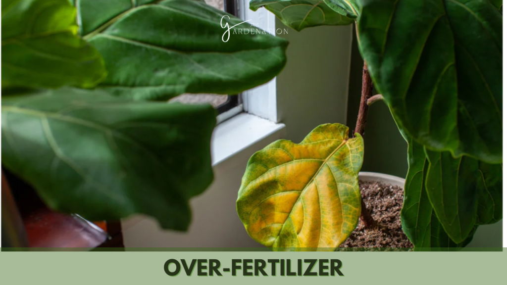 Over-fertilizer by the gardenation