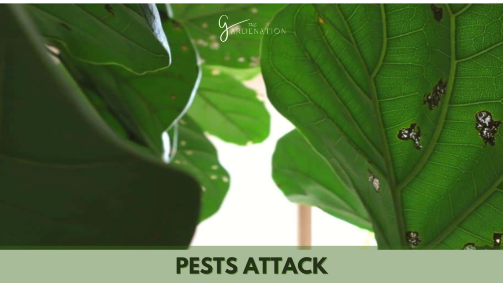 Pests Attack by the gardenation
