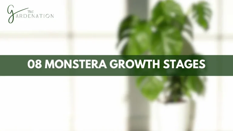 The 8 Monstera Growth Stages