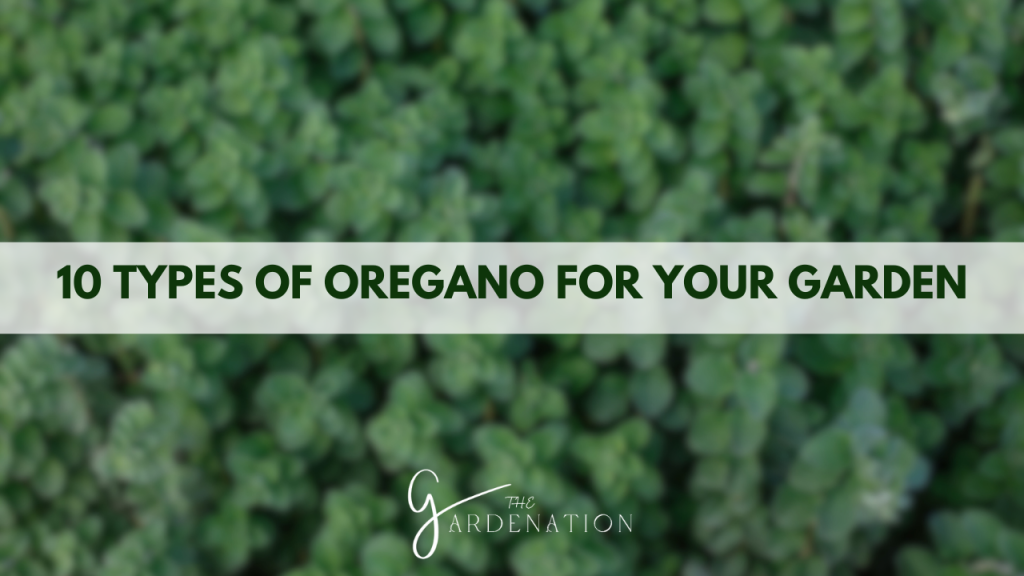 10 Types of Oregano for Your Garden by The Gardenation