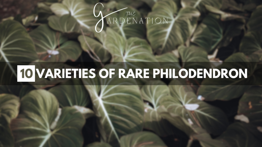 10-Varieties-of-Rare-Philodendron