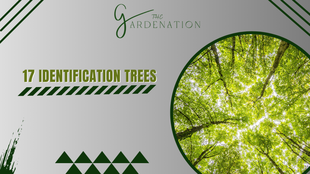 17-Identification-Trees