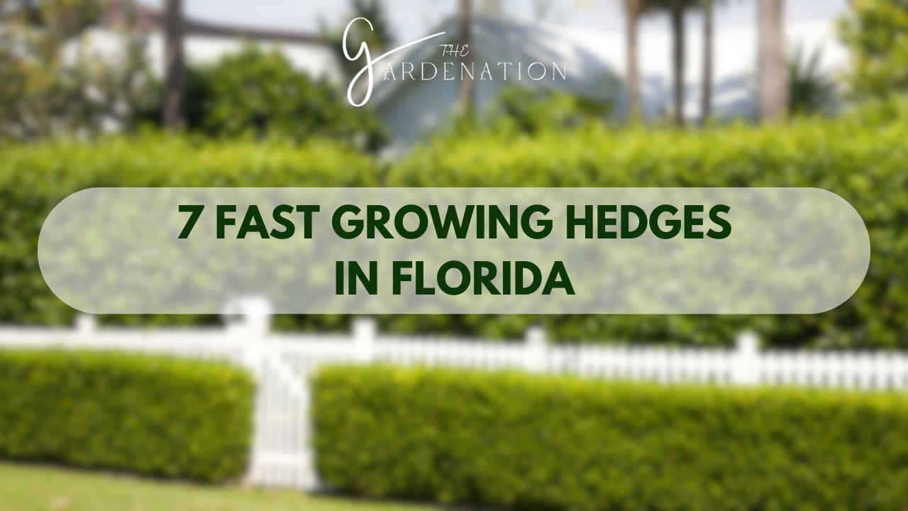 7-Fast-Growing-Hedges