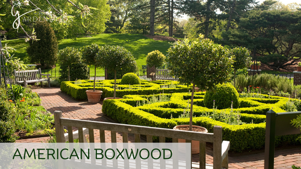 American Boxwood by The Gardenation