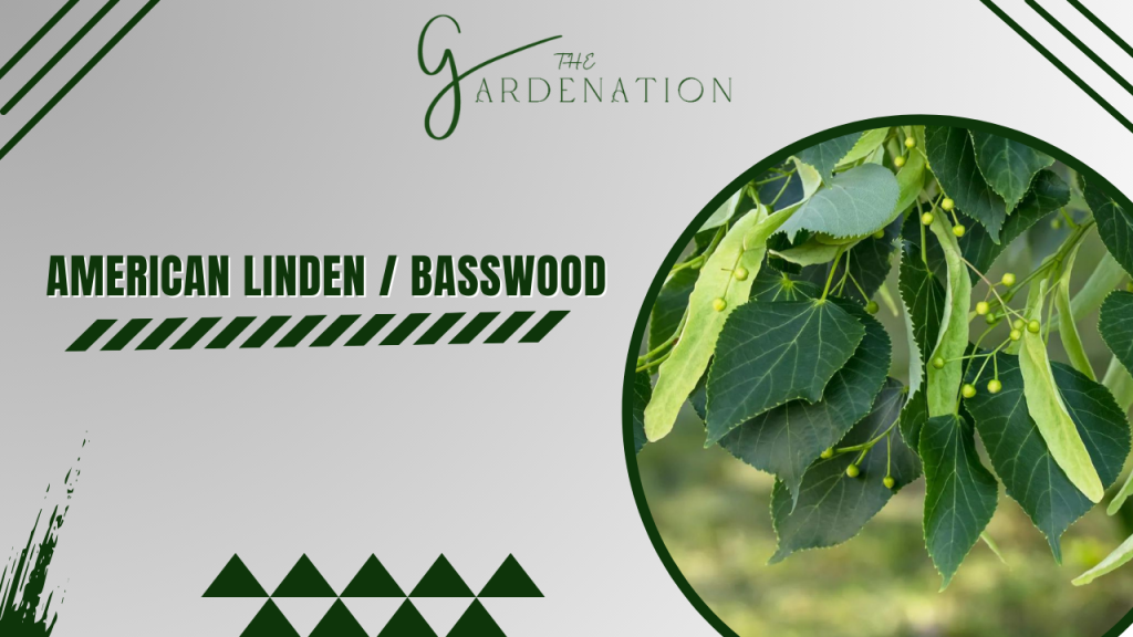  American Linden / Basswood by the gardenation
