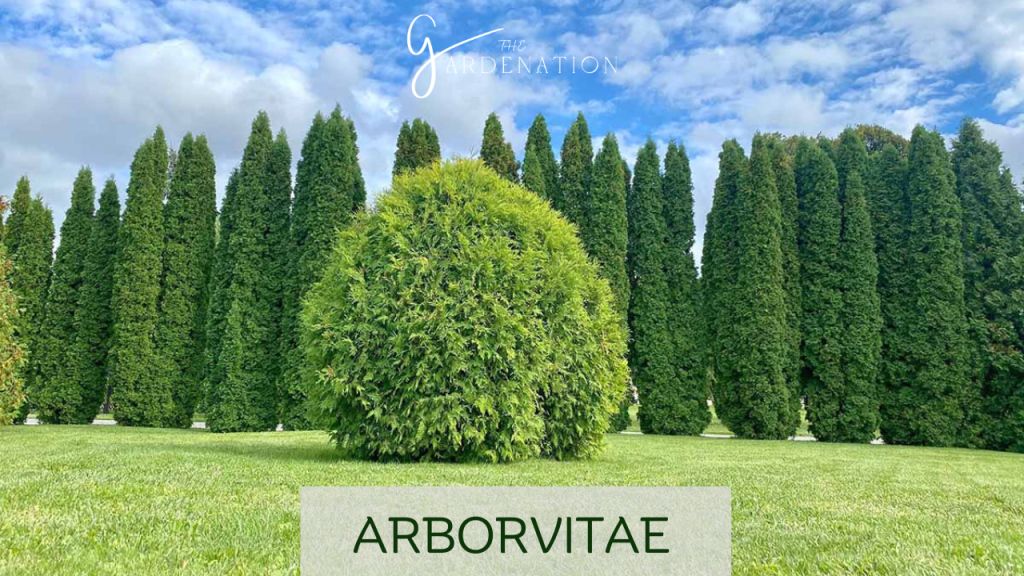 Arborvitae by the gardenation