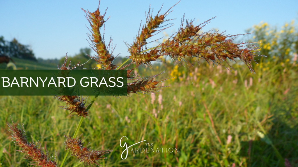 Barnyard Grass by The Gardenation