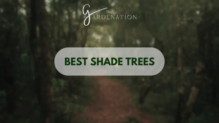  Best Shade Trees 