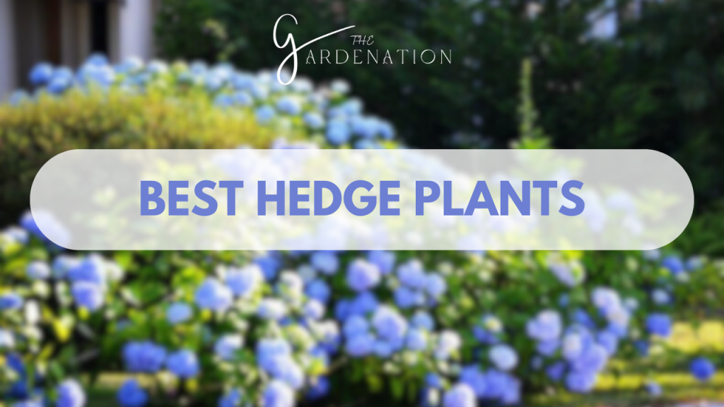 Best hedge plants by the gardenation