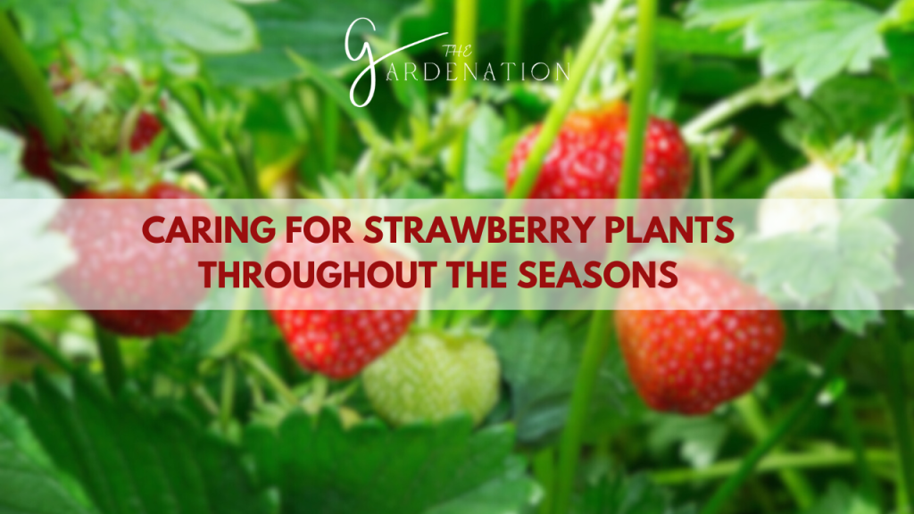 Caring for Strawberry Plants Throughout the Seasons by the gardenation