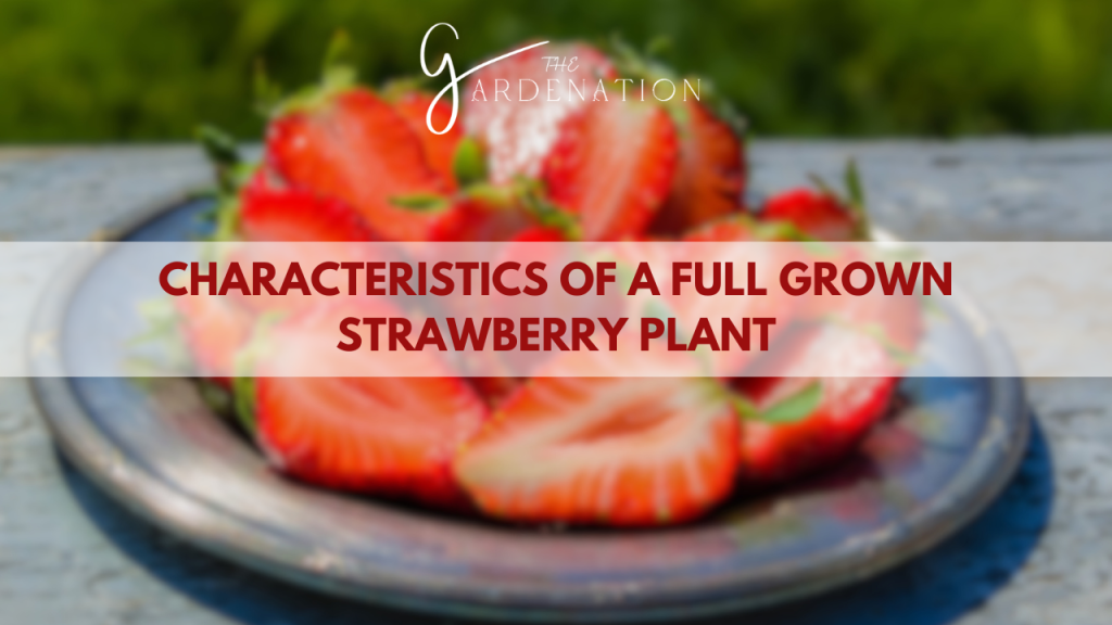 Characteristics of a Full Grown Strawberry Plant by The Gardenation