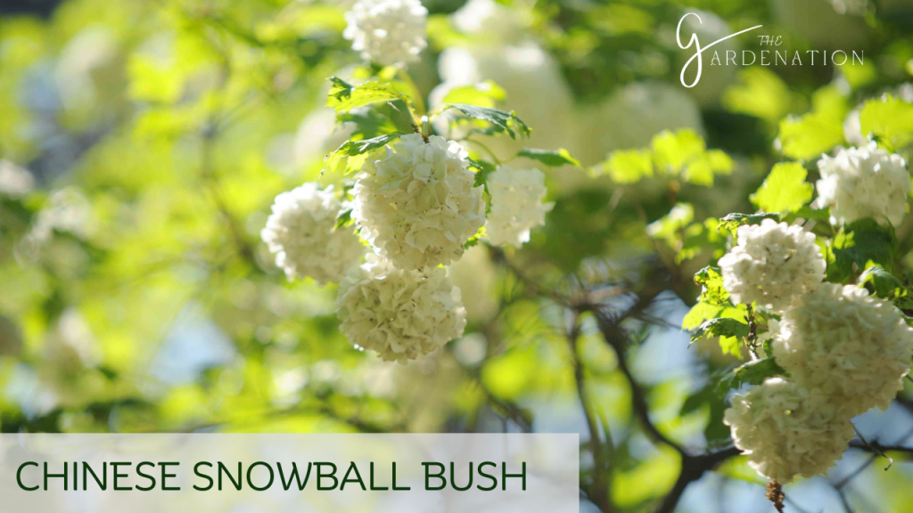 Chinese Snowball Bush by The Gardenation