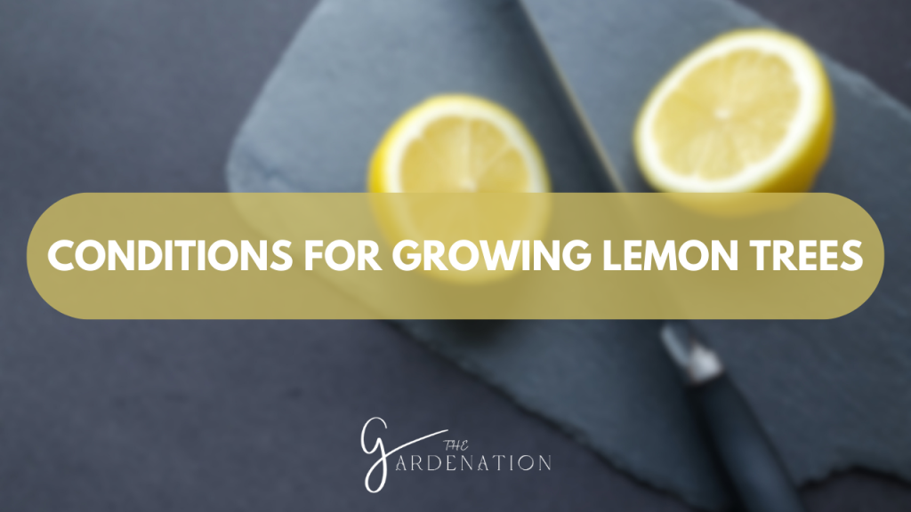 Conditions for Growing Lemon Trees by The Gardenation Lemon Tree Growth Stages