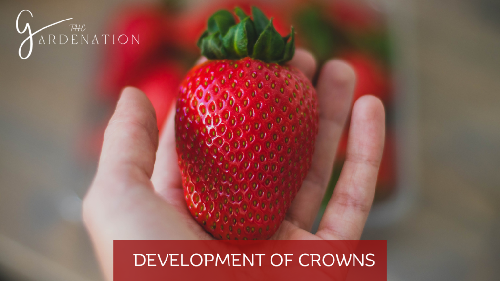 Development of Crowns by The Gardenation