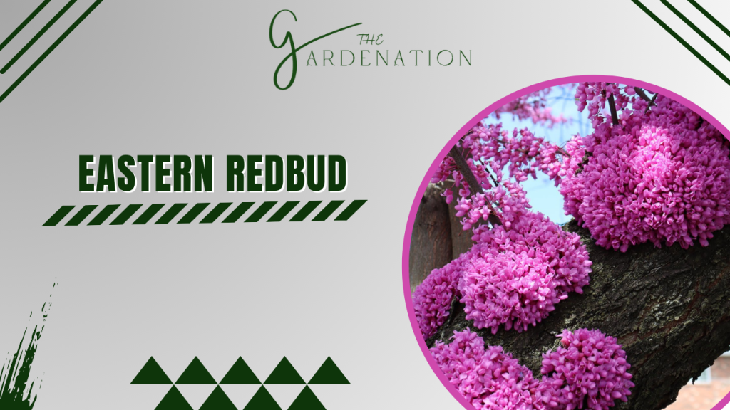 Eastern Redbud by the gardenation
