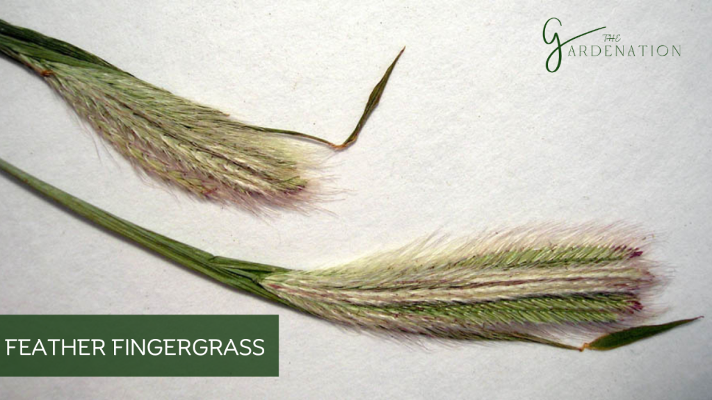 Feather Fingergrass by The Gardenation