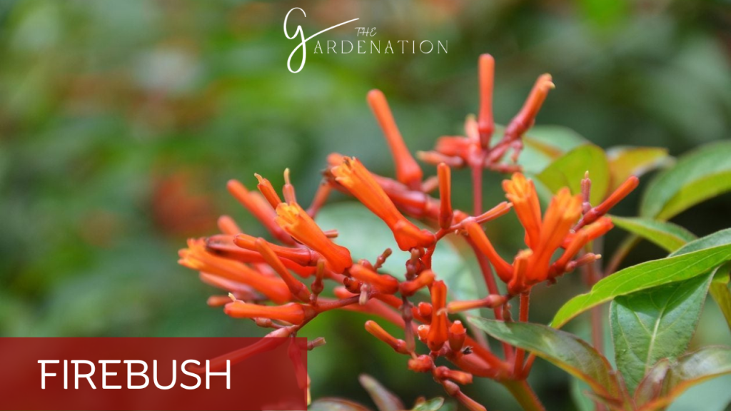 Firebush by the gardenation 7 Fast Growing Hedges In Florida
