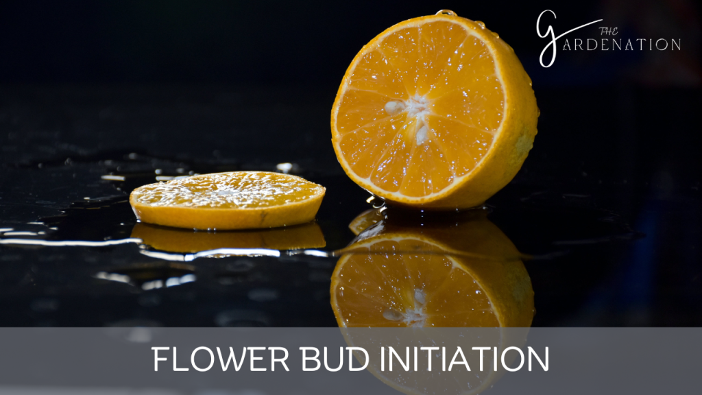 Flower Bud Initiation by The Gardenation
