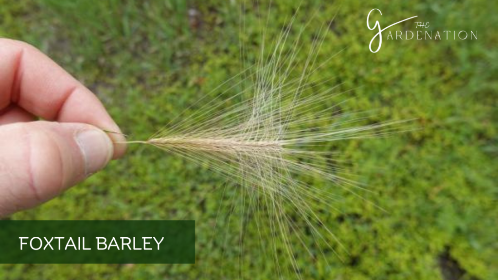 Foxtail Barley by The Gardenation