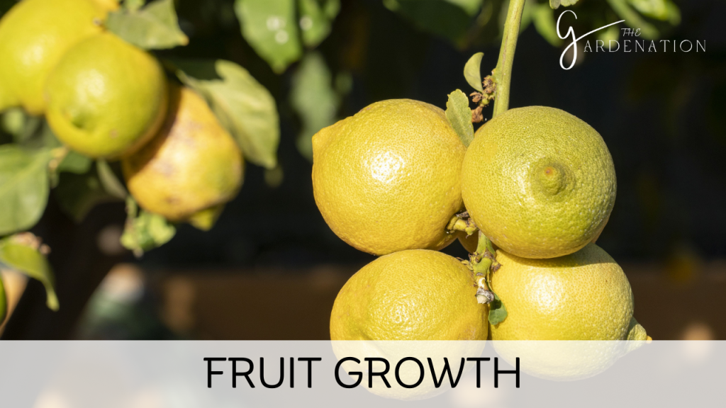 Fruit Growth by The Gardenation