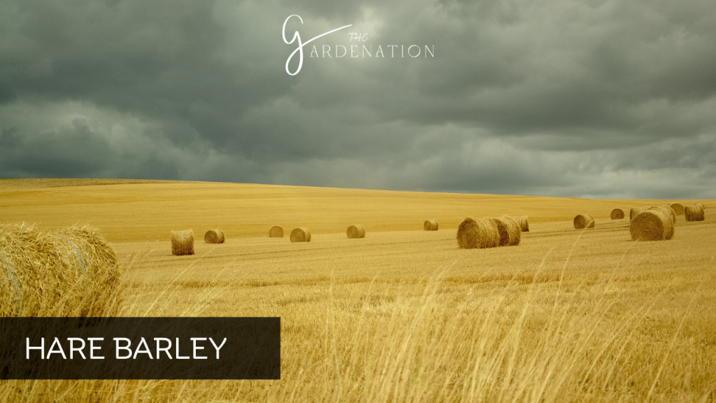 Hare Barley by The Gardenation