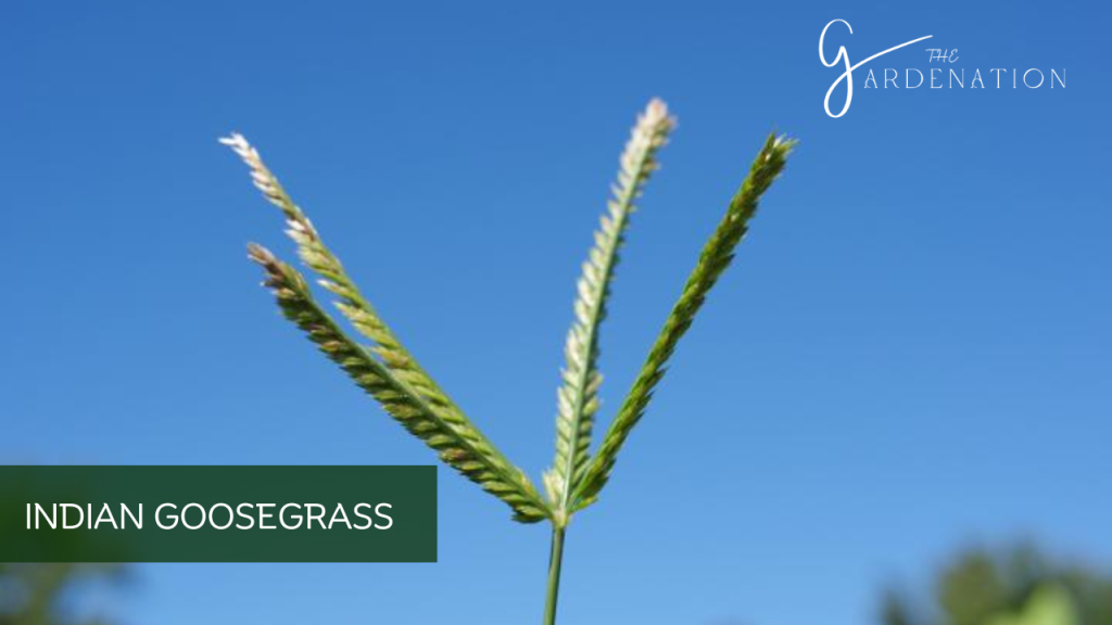 Indian Goosegrass by The Gardenation