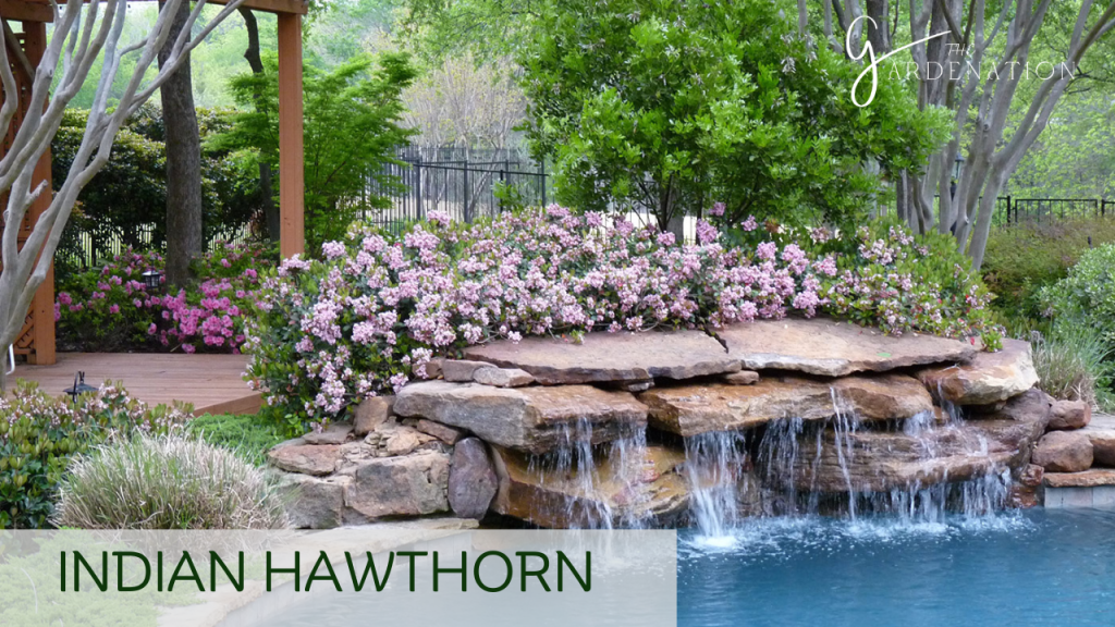 Indian Hawthorn  by The Gardenation