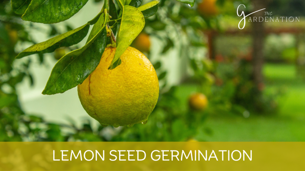 Lemon Seed Germination by The Gardenation