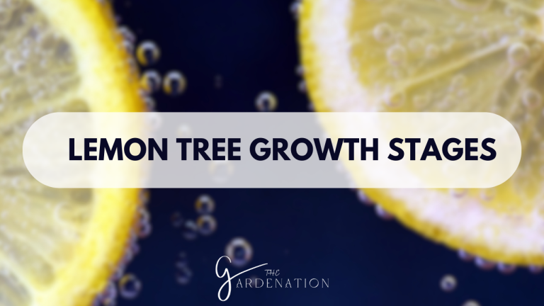 Lemon Tree Growth Stages