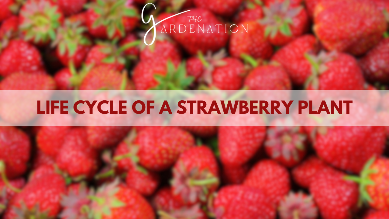 Life-Cycle-of-a-Strawberry-Plant