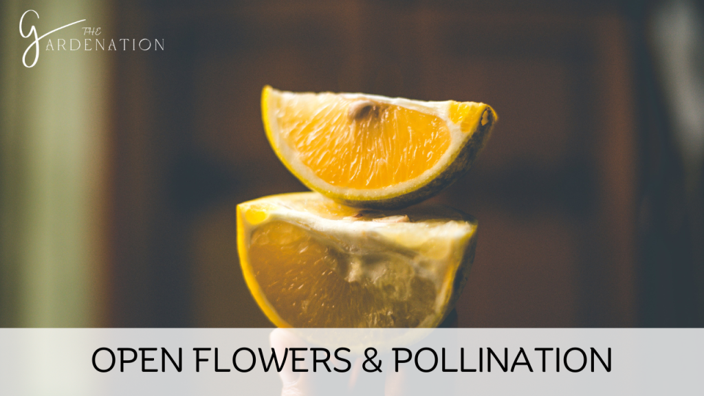 Open Flowers & Pollination by the gardenation