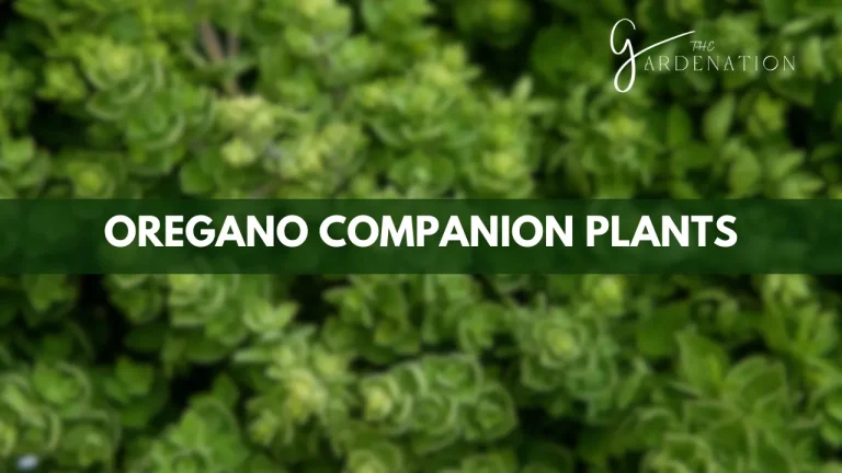 The Undisputed Best Oregano Companion Plants