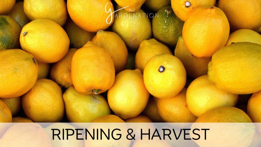 Ripening & Harvest by The Gardenation