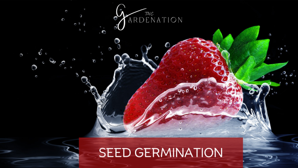 Seed Germination by The Gardenation